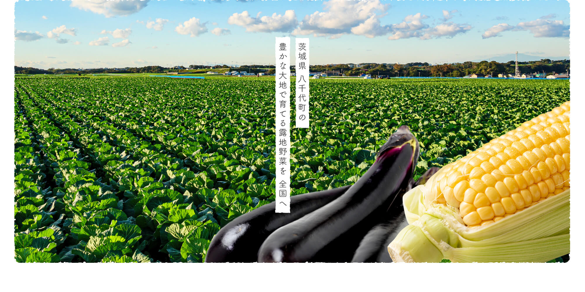 茨城県八千代町の 豊かな大地で育てる露地野菜を 全国へ